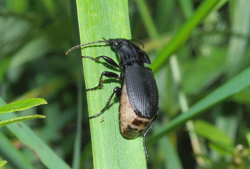 Abax cfr parallelepipedus curtulus